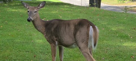 Deer starting to get winter fur