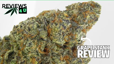 GRAPE STANK STRAIN REVIEW 🍇 | THC REVIEWS 4 U - PACIFIC CANNABIS