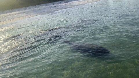 Manatees overtake the beach..