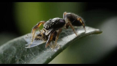 Jumping spider feeding on hopper insect prey