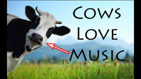 Reaction of Cows on Music. 🐄 🎷🐄