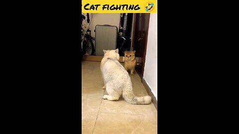 CAT FIGHTING 😂❤️