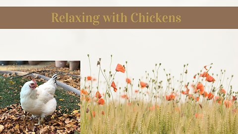 Dust Bathing | Relaxing With Chickens