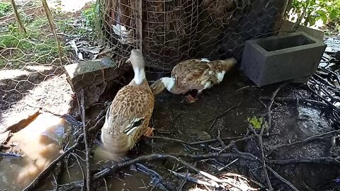 One moulting duck and one that has new feathers 12th March 2021