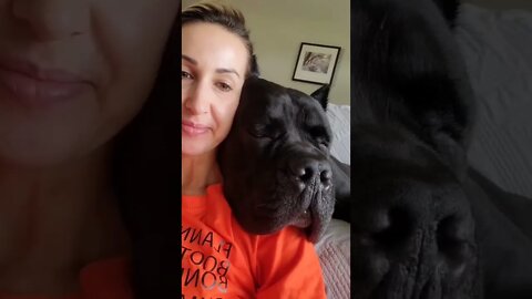 HUGE Cane Corso Sleeps Like a BEAR! #shorts #funnydogs #pets