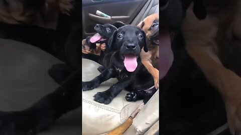 Boerboel puppies first drive to the park #shorts #doglover #puppies #cute #dogsofinstagram #boerboel