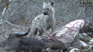 Hyena Feeding On A Buffalo