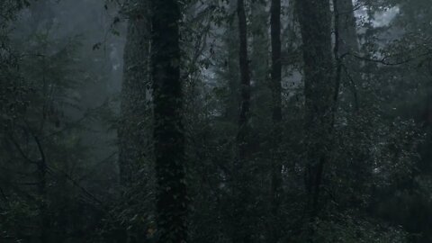 Rain in the Forest