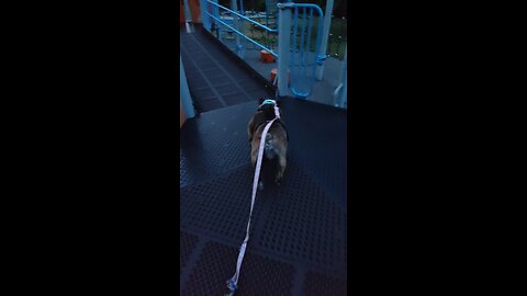 Emma the bulldog explores the playground before it gets too dark.