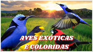 aves exóticas e coloridas