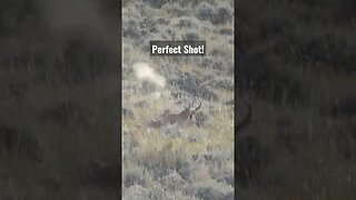 Perfect shot! #shortsvideo #shortsfeed #wyoming #hunting #antelope #wildlife #perfectshot #outdoors