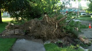 Sheboygan residents wake up to downed trees, power lines following severe weather