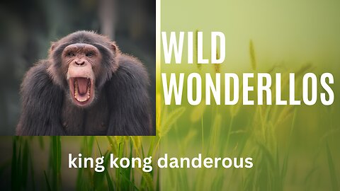 King Kong wild wanderlost