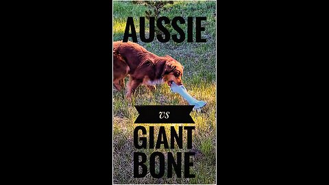 Aussie -vs- Giant Bone