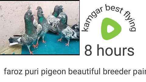 Faroz.puri pigeon