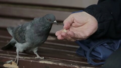 Woman feeds a pigeon from a palm