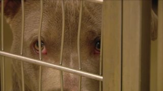 Pets being 'priced out' of paradise: Bill aims to prevent surrender of pets due to housing crisis