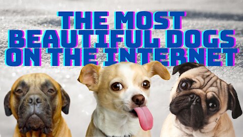 THE MOST BEAUTIFUL DOGS ON THE INTERNET