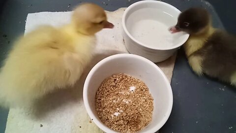 Muscovy Duckling, has a new friend, his friend is drinking but not eating yet. ( Video 8 )