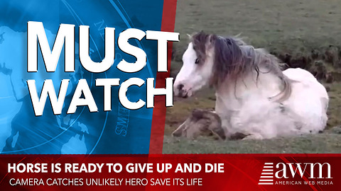Horse Is Ready To Give Up And Die, When Camera Catches Unlikely Hero Save Its Life