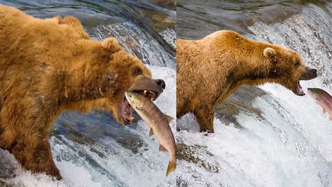 bear attack fish fighting animals