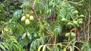 frutíferas produzindo em vasos jambo pinha azeitona cajá goiaba roxa a venda em Niterói 30 10 2020