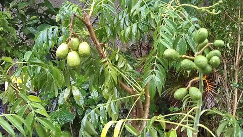 frutíferas produzindo em vasos jambo pinha azeitona cajá goiaba roxa a venda em Niterói 30 10 2020