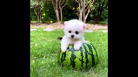 Mini Pomeranian 🔴 Funny and Cute Pomeranian