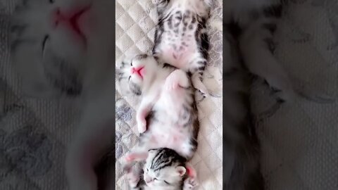 Sleeping in style cute kittens #shorts #cat #kitten #pets