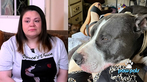 Paw Pals TV: Watch Amanda Corley speak for "Bruce's Voice" - Part 1