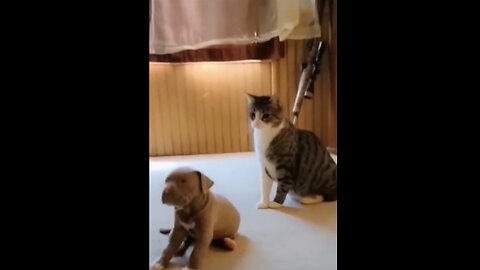 Funny cats and dogs funniest animals funny video of pets❤️🐶