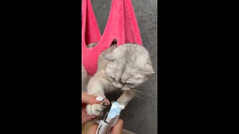 HOW TO TRIM YOUR CAT` S CLAWS