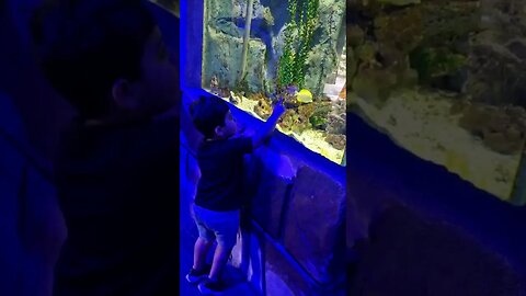 Cute baby 🥰🤪 is finding Nemo #viral #cute #shorts #fish #trending
