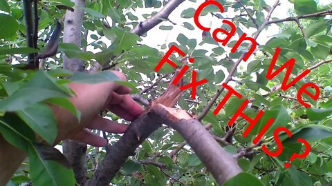 Thinning Fruit for Tree Health