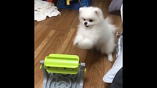 Pomeranian Gets Adorably Frustrated With Treat Puzzle Toy
