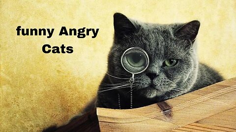 Hilariously Angry Cats Compilation - Watch These Furry Grumps in Action!🐈🐈