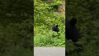 a bear eating food