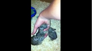 After mother's death, baby bunnies get second chance