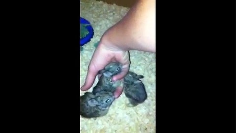 After mother's death, baby bunnies get second chance