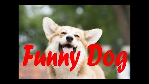 🐾❤️ Funny Dogs Compilation - One Minute of Pure Laughter! 🐶😄
