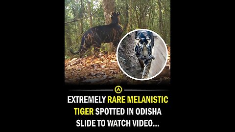 Extremely Rare Melanistic Tiger Spotted in India