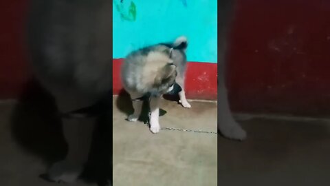 very cute puppy 🥰 | Pomeranian dog🐕 barking |#shorts #shortvideo #dogs #puppy
