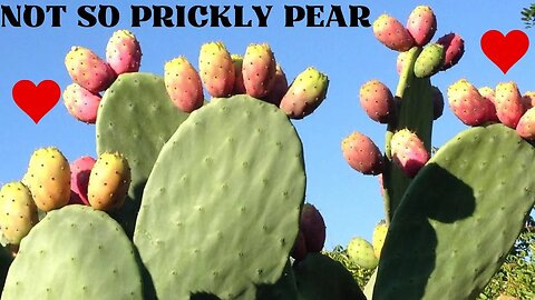 Not So Prickly Pear