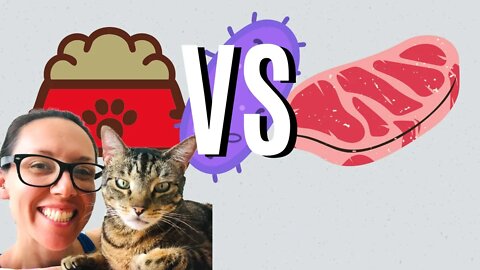 The truth about bacteria in dry cat food