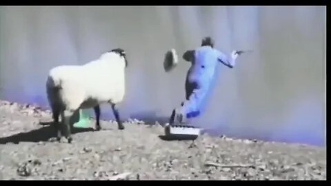 Sheep Goes Full Rogue