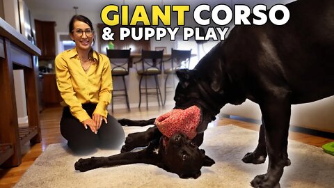 This Is How My Cane Corsos Play Inside - Puppy & Bruce Wayne