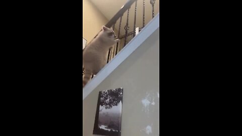 Exploring The Stairs