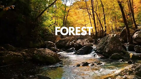 Forest | Water | Stream