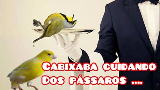 Canários e Picharro do Capixaba // Veja como ele trata dos pássaros