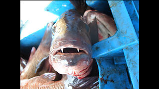 Mangrove Snapper and Cobia Fishing on Oil Rigs, Venice Louisiana with Handline Commercial Fishing..